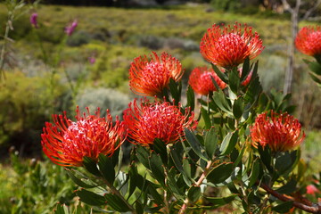 A close-up of Pincushion/ Luisiesbos