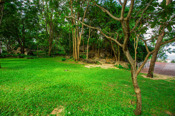 Natural background with various species of trees, green leaves, the beauty of the ecosystem