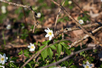 the first white forest flowers in the spring