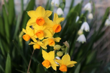 Beautiful yellow spring daffodil flowers