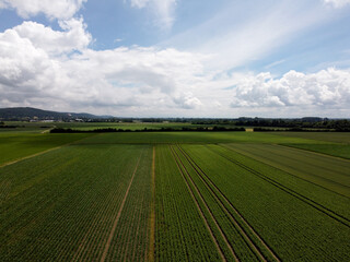 High angle shot of the green field with row lines under a cloudy sky at daylight