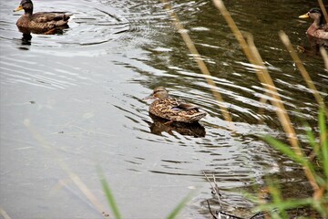 duck in the pond