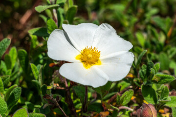 Cistus x corbariensis a summer flowering compact shrub plant with a white summertime flower commonly known as rock rose, stock photo image