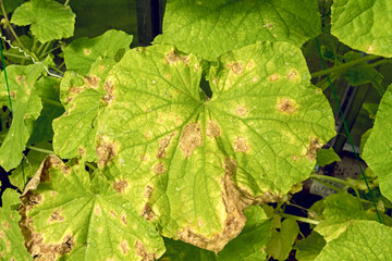 Leaves of cucumber plants affected by diseases and pests