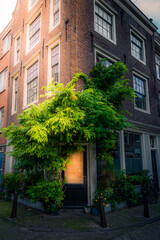 Fototapeta na wymiar Unique building's front door buried in green foliage somewhere in the city of Amsterdam, the Netherlands