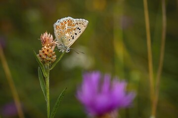 A female chalk hill blue butterfly sitting upside down on a plant growing in a meadow on a summer day. Green, yellow and violet colours in the background.