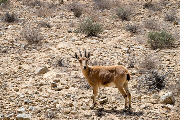 Nubian ibex (Latin - Capra nubiana)