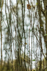 Bramble stem vine with sharp aculeus
