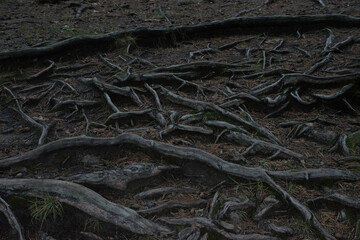 dark pine roots with natural patterns