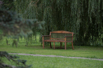 beautiful bench in a nature park under green linden branches with a brown hue