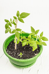 Seedling tomato in a pot on a white background