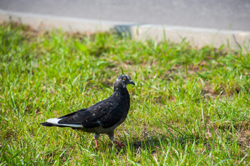 A city pigeon walks on the green grass