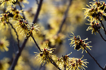 yellow spring