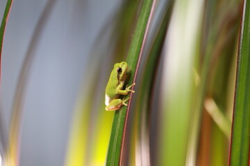 Laubfrosch