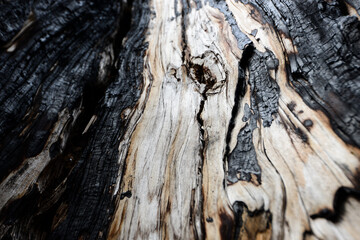 Pine tree after lightning strike in the mountains. Low Tatras, Slovakia.