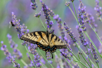 Closeup of a Canada tiger swallowtail butterfly pollinating a lavender flower - Michigan