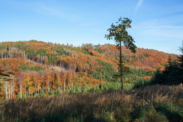 Fototapeta premium Autumn in Hostyn Hills. Czechia. Europe. 