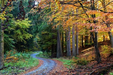 Forest path in Hostyn Hills in autumn. Czechia. Europe.