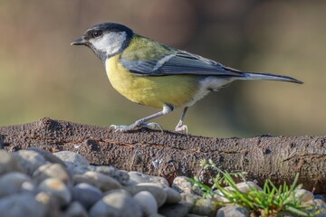 The great tit stands on a tree root near stones with grass. Czechia. Europe. 