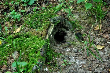 Fototapeta premium hole in the forest