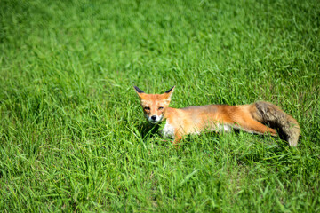 Naklejka na ściany i meble red sneaky fox sitting on the grass
