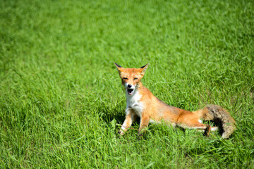 Naklejka na ściany i meble red sneaky fox sitting on the grass