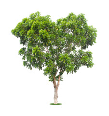 The freshness big green tree isolated on white.