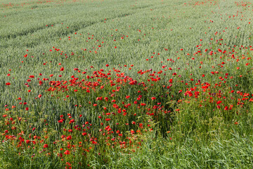 summer red poppies with defects