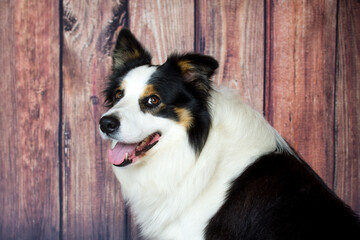 Clever border collie portrait. Dog friend and agility sport.