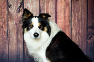 Clever border collie portrait. Dog friend and agility sport.
