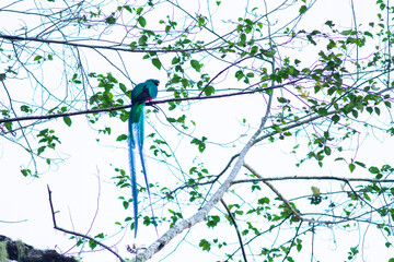 熱帯雲霧林の高い木の枝に止まった長い尾を持ったケツァール