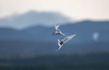 Fototapeta na wymiar fighting terns