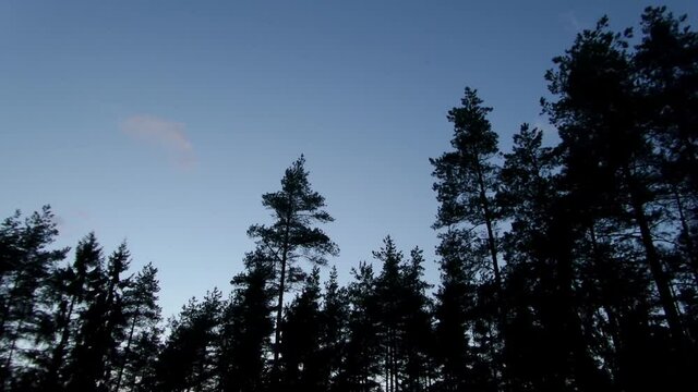 pine forest evening timelapse