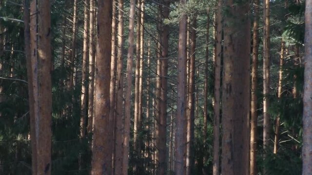 pine forest timelapse