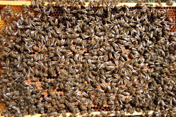 Brood of bees on a honeycomb
