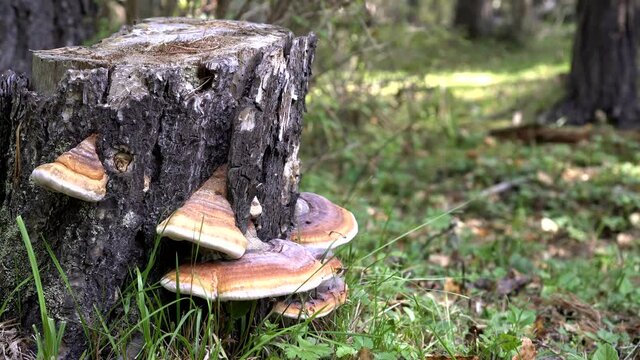Birch stump and woody chaga mushrooms. Autumn forest, chaga mushroom on the tree