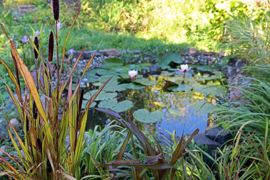 Beautiful plant panicum pennisetum against small garden pond. Landscaping.