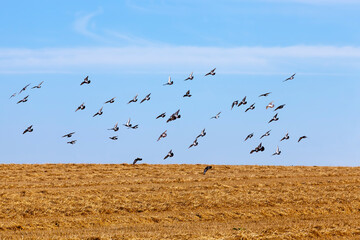 a flock of pigeons flying in the blue sky