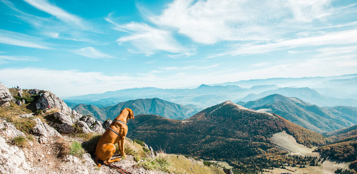 Terchova, Slovakia- October 12 2019. Slovak atumn mountains with dog. h Viszla on trekking path in Mala Fatra. Hungarian viszla in nature.
