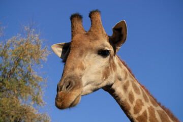 Obraz premium Wild african animal . Close up of large common Namibian giraffe on the summer blue sky.
