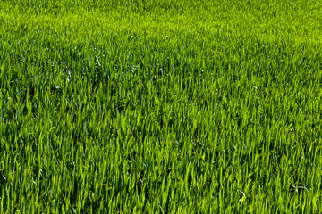 green grass in an agricultural field