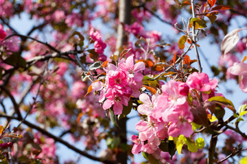 red cherry blossom in spring