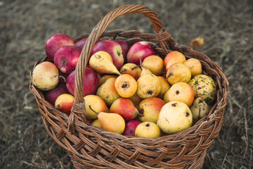 basket full of fresh fruit, apples and pears broken from the tree