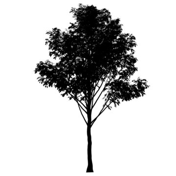 Detailed tree silhouette isolated on white background. Vector illustration