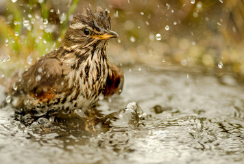 bathing