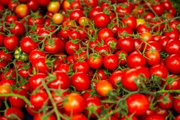 Closeup of cherry tomatoes on the vine.