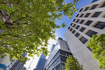 Fototapeta premium 爽やかな朝の光に照らされた東京のビル群