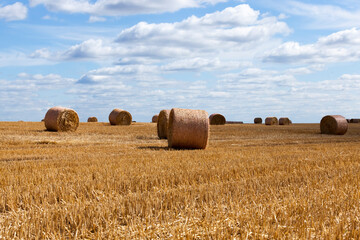 agricultural field with stacks of rye straw
