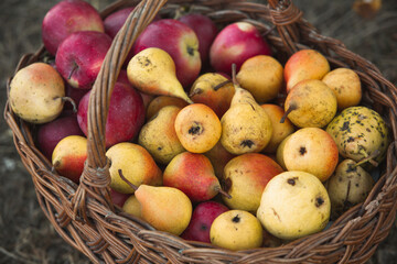 basket full of fresh fruit, apples and pears broken from the tree