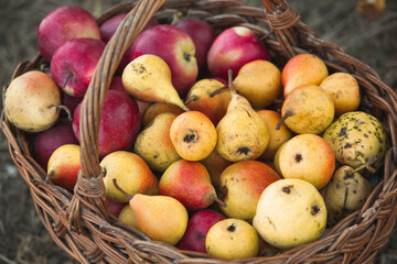 basket full of fresh fruit, apples and pears broken from the tree